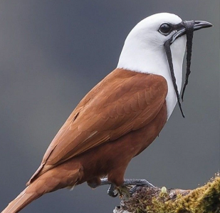 Pájaro campana, ave nacional del Paraguay
